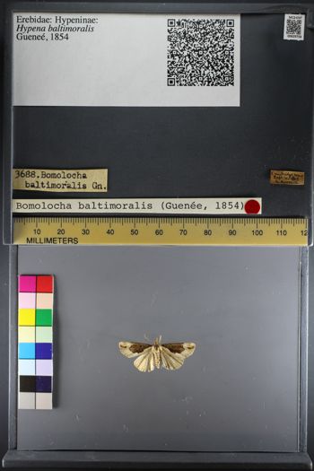 Media type: image;   Entomology 629758